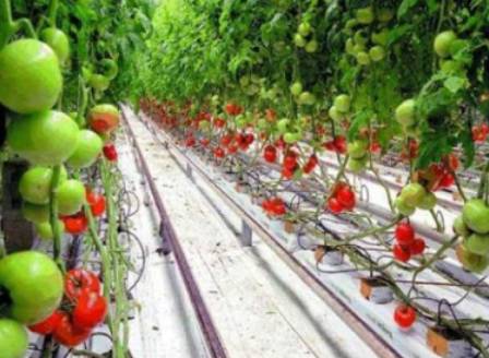 Турция ще отглежда домати и при минус 35 градуса