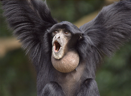 Нов рядък вид човекоподобна маймуна в Софийския зоопарк