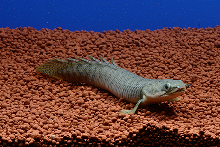 Биолози експериментират върху превръщането на риба в земноводно