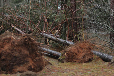 Ураганен вятър в Западна България, община Вършец е в бедствено положение