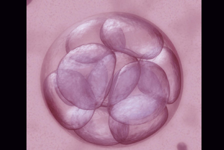 Британски учени ще извършват генетична модификация на човешки ембриони