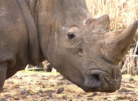 Бракониери убиха носорог във френски зоопарк
